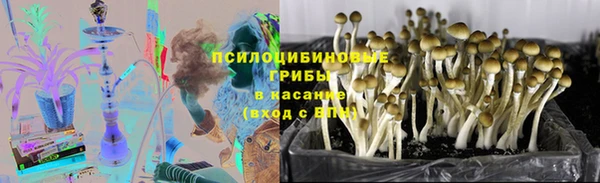 прущие грибы Алзамай