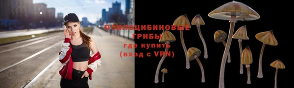 прущие грибы Алзамай