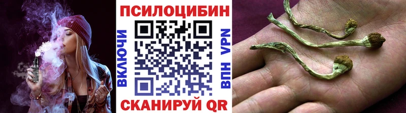 Псилоцибиновые грибы Cubensis  купить наркотики цена  Сунжа 